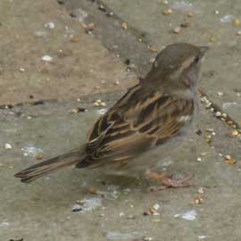 sparrow